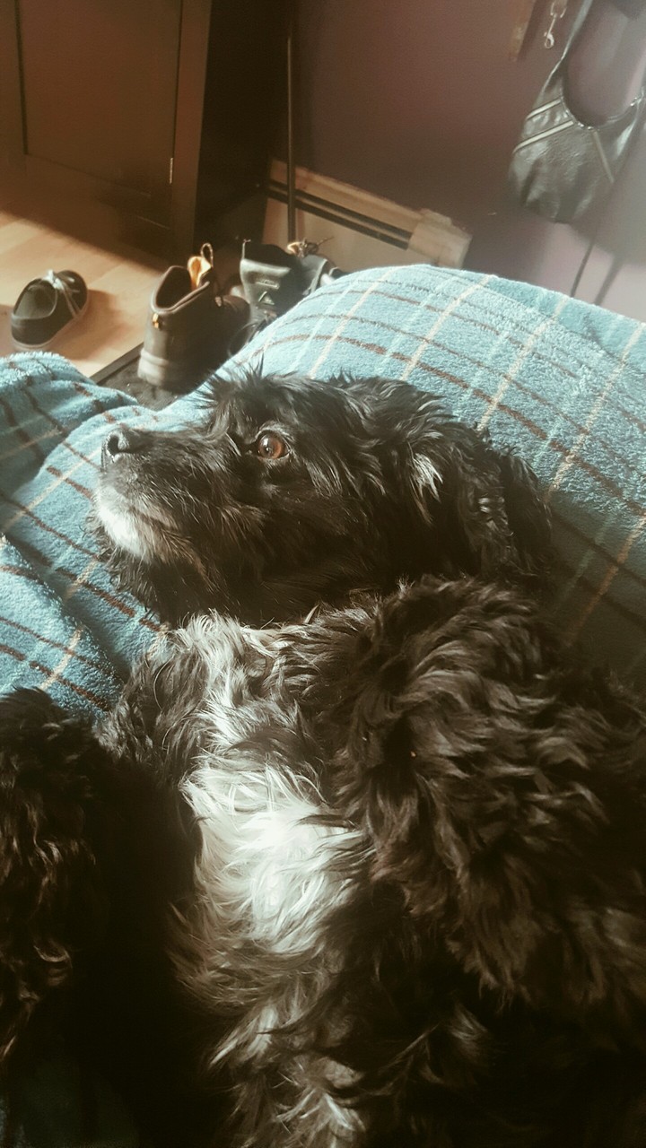 ♤my dog♤