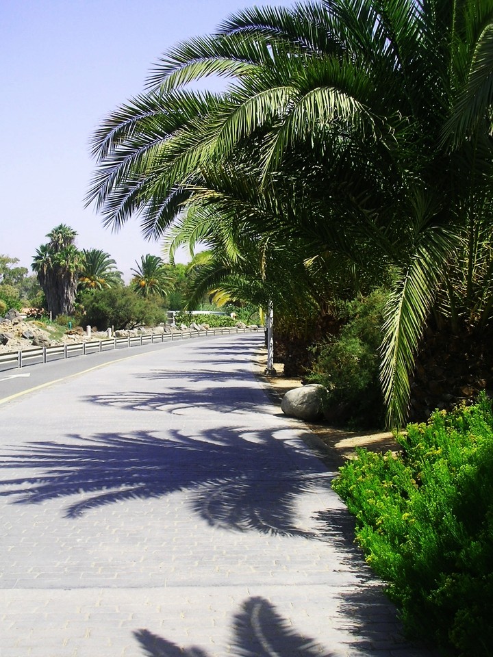 Palms