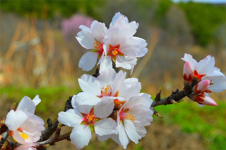 white Flower