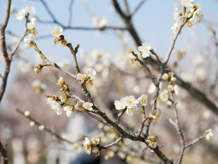 plumblossom