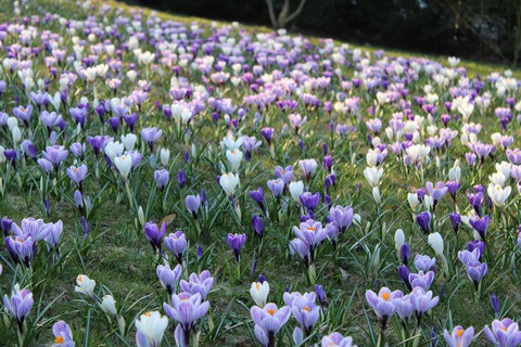 Spring