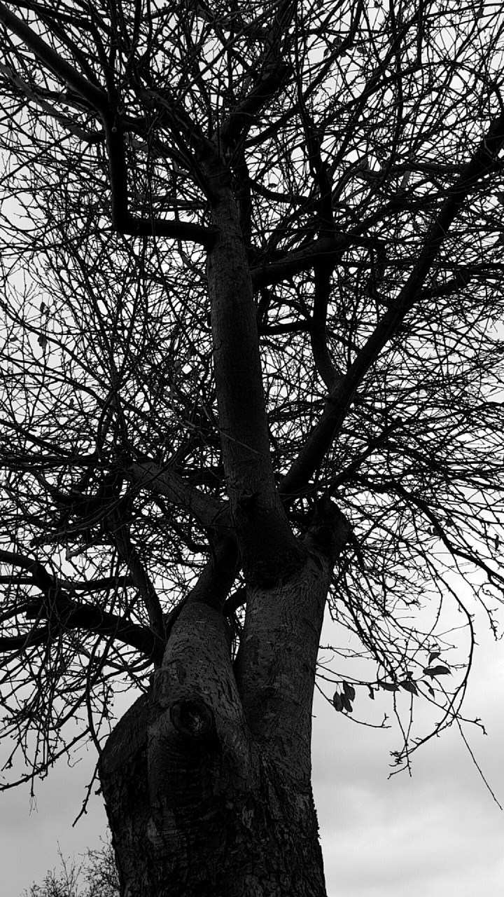 Backyard - Last Leaf