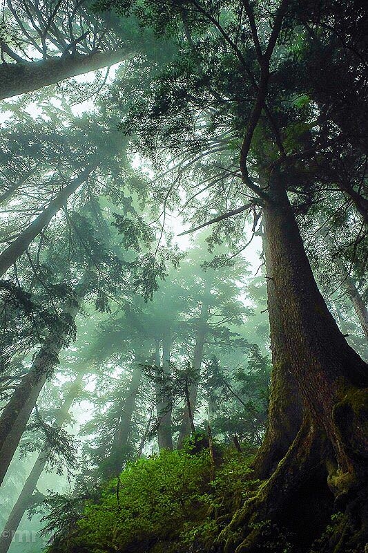 Green Place