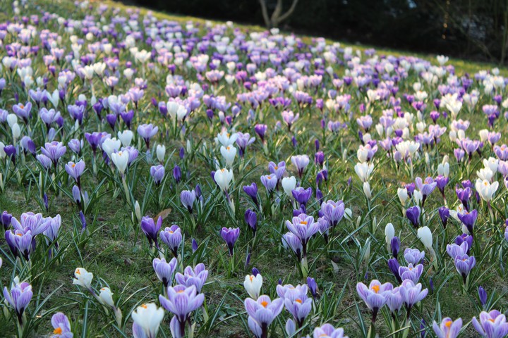 Spring