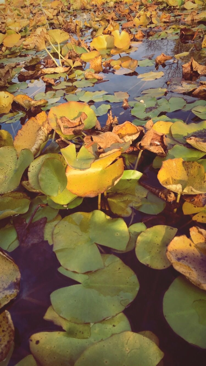 Water lily, botanic garden, Zagreb