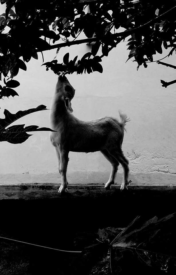 joy of nature