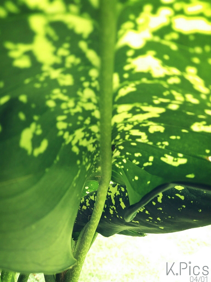more leaf