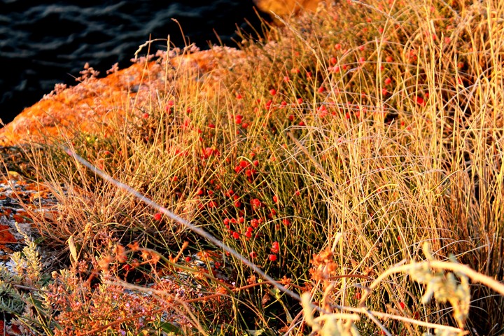 nature