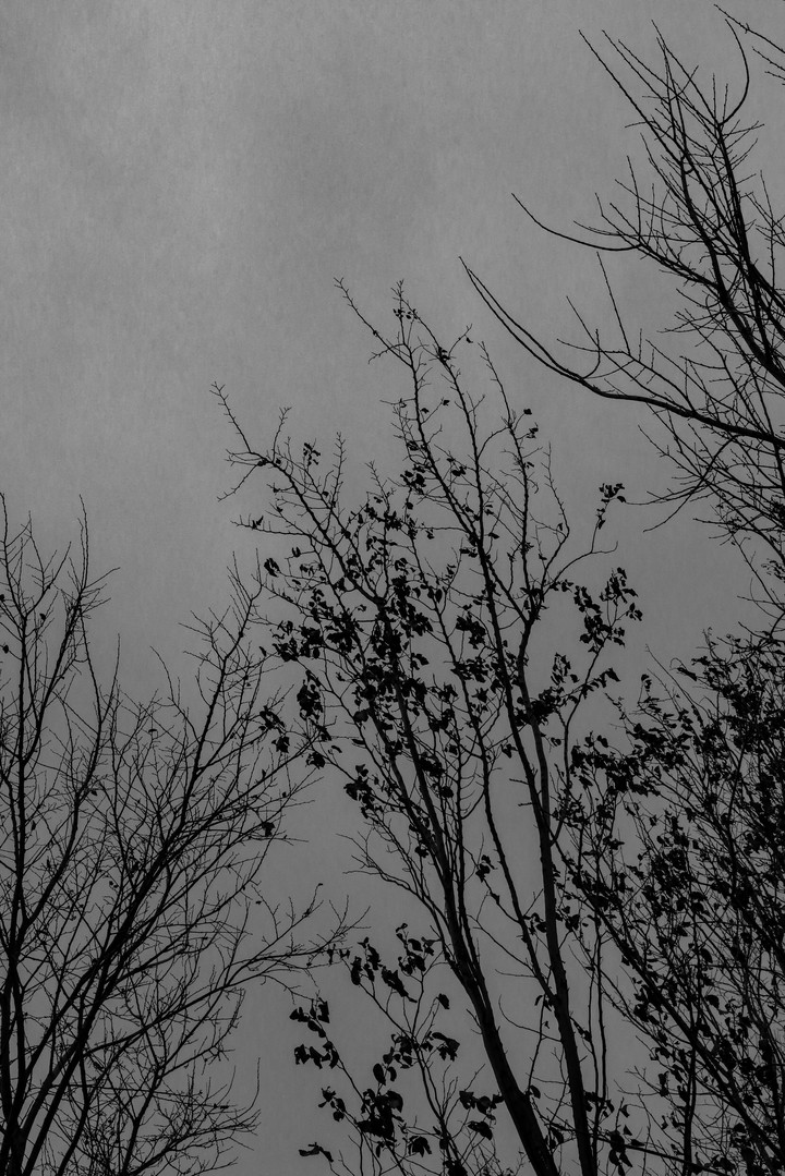 fogy tree