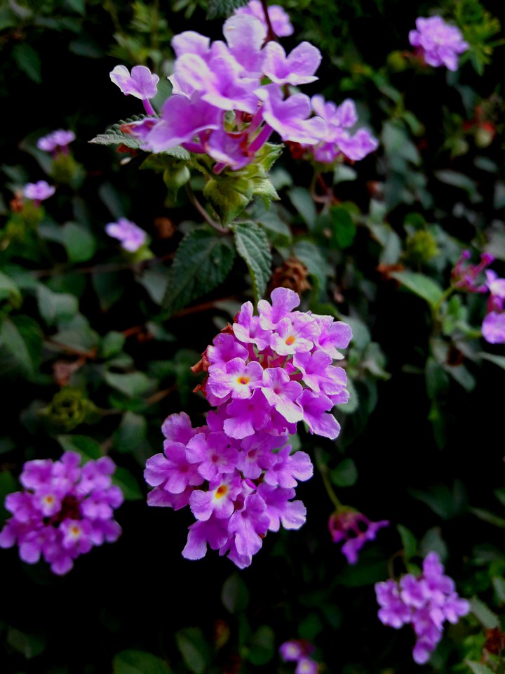 Morado