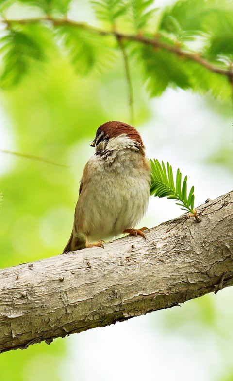 רקעים twig, beak