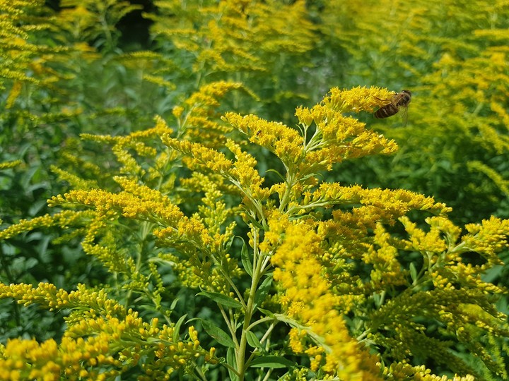 nature