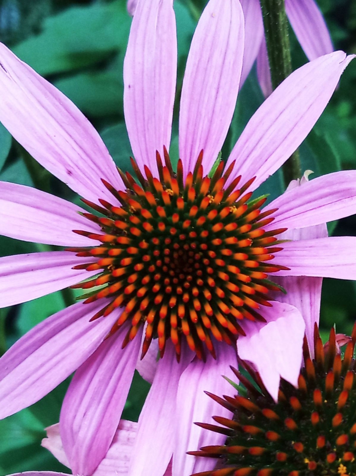 Echinacea