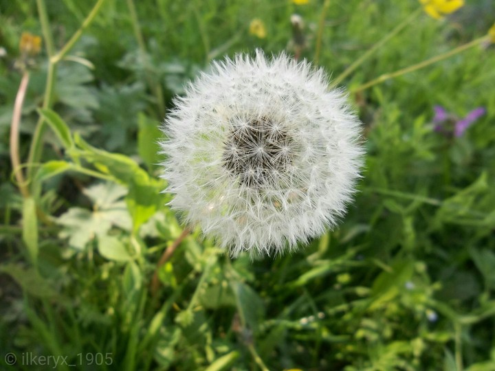dandelion flowers
