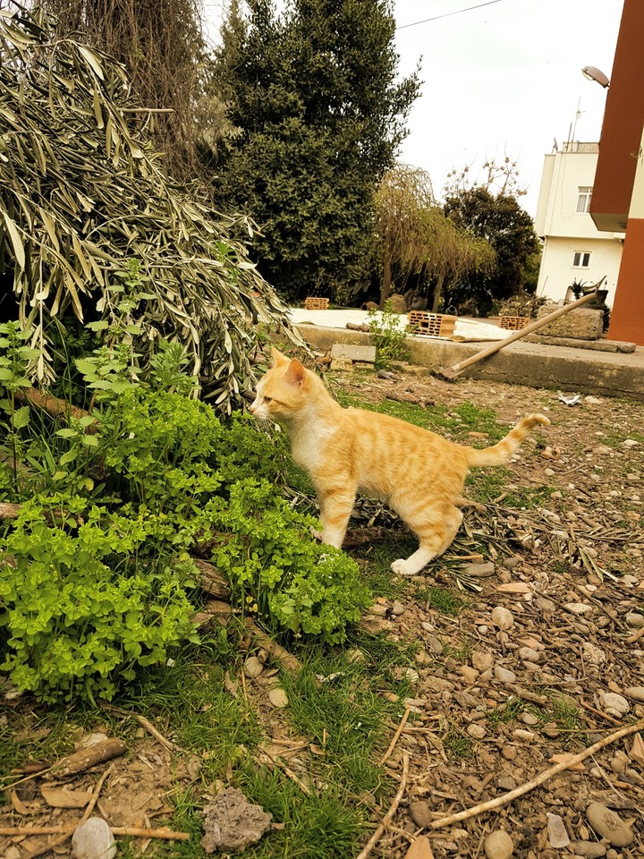 cesar