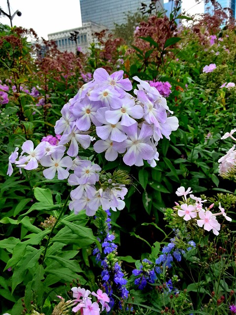 Phlox