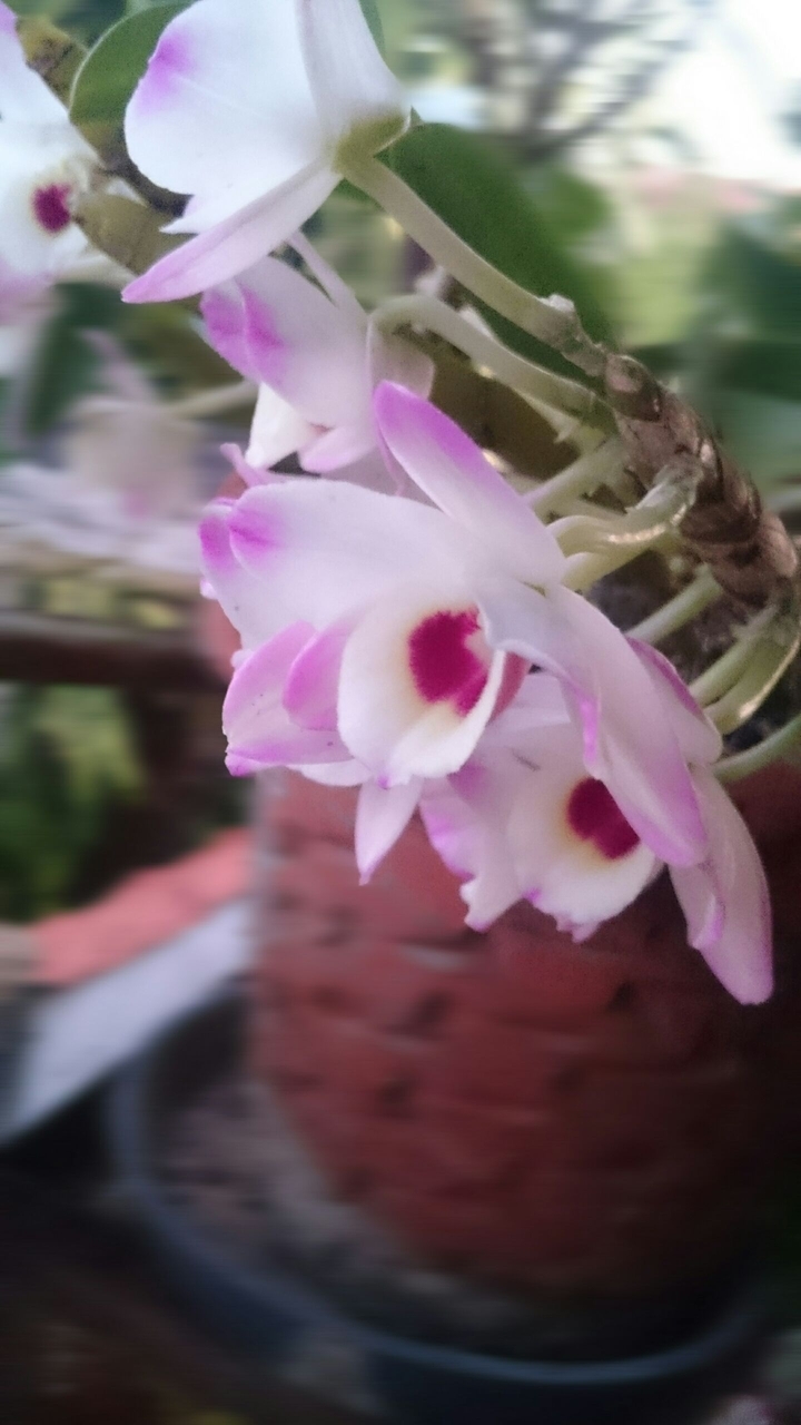 Orquídeas