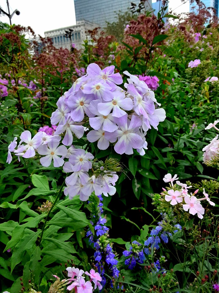 Phlox