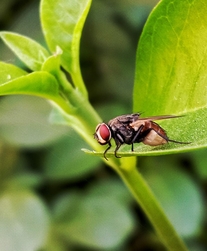 resting fly