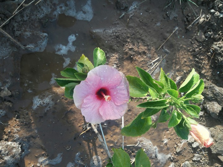 flower