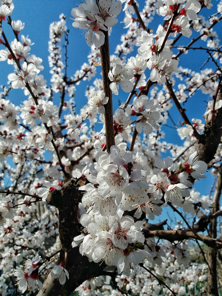 Spring