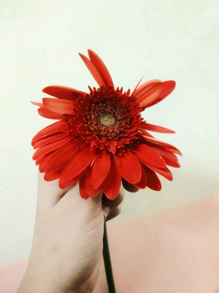 red beauty