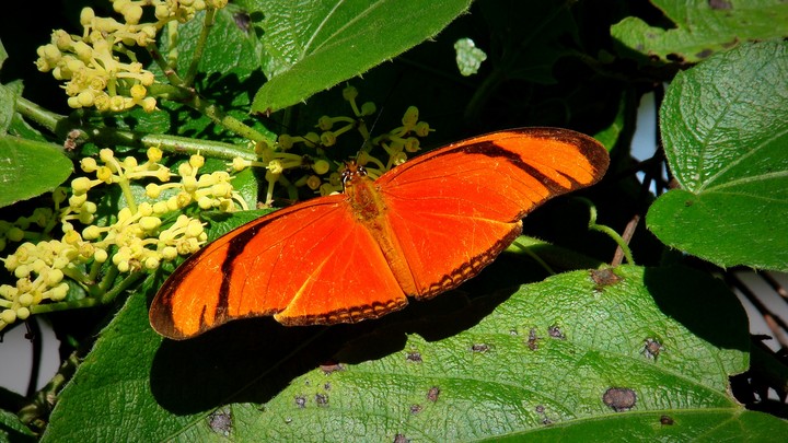 Mariposas