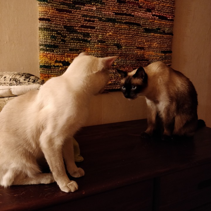 catcat
