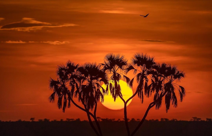 sunset jungle