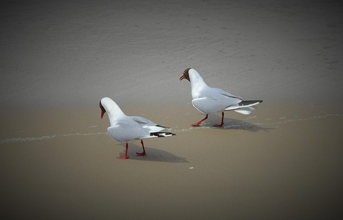 обои liquid, bird