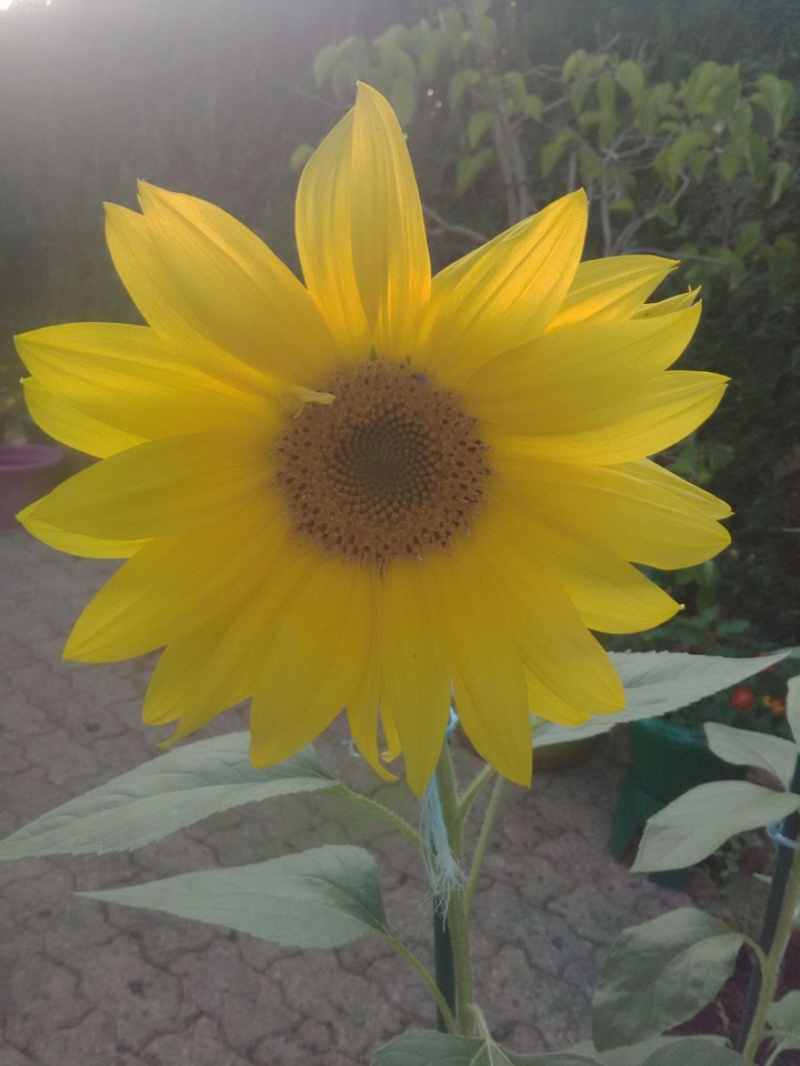 Tournesol