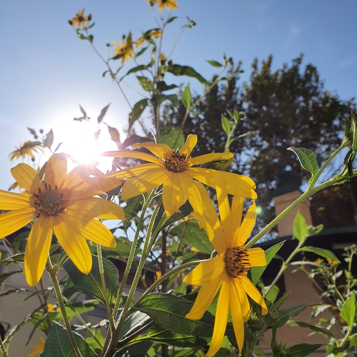Sunshine