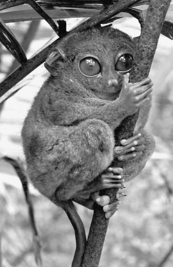 Tarsier