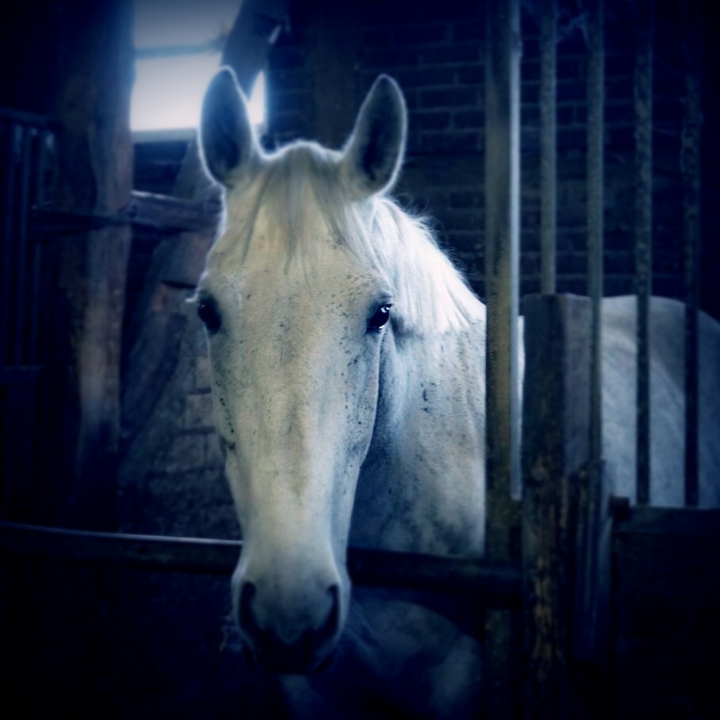 Tag 1 eines Pferdes am neuen stall beim neuen Besitzer