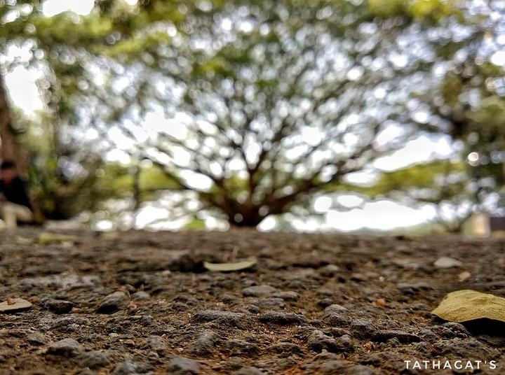 The land