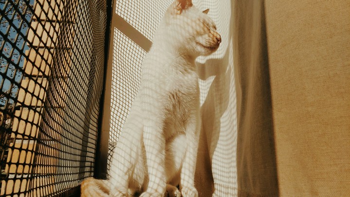 Black The White Cat