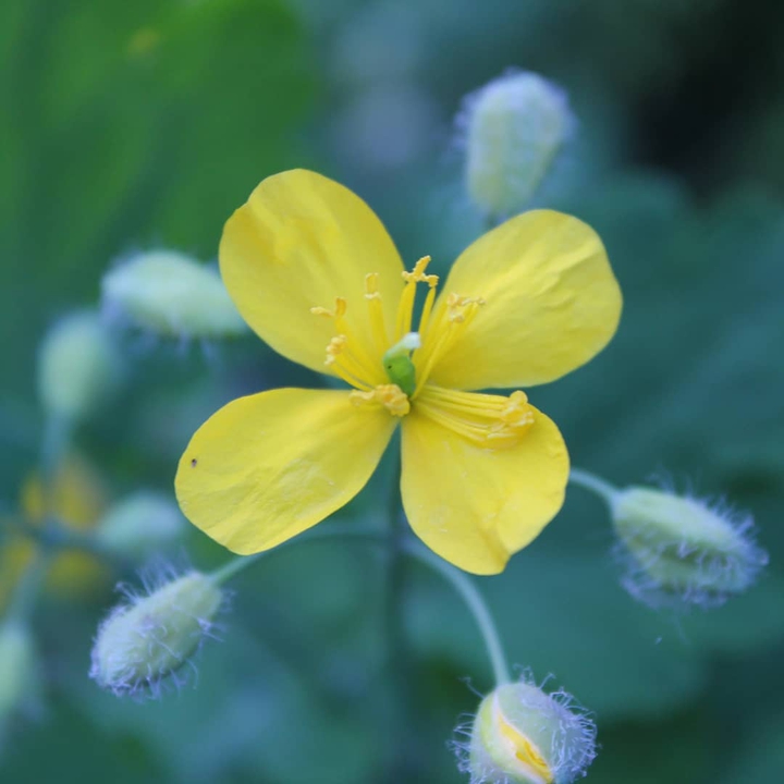 Celandine
