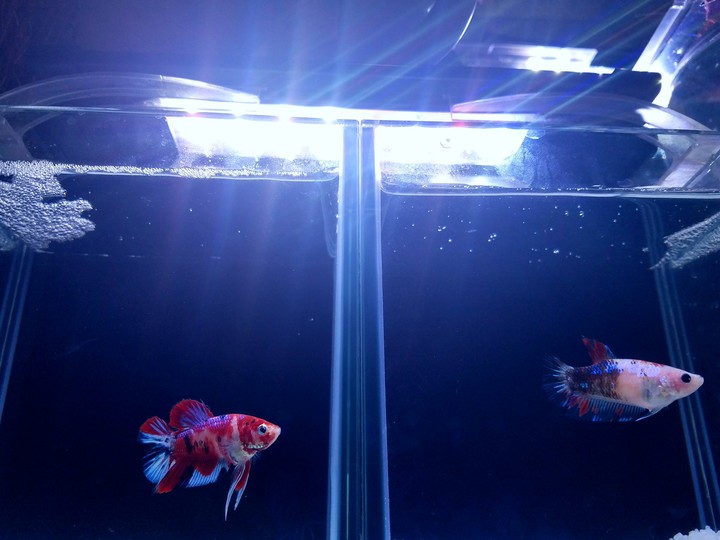 fighting　fish　鯉ベタ
