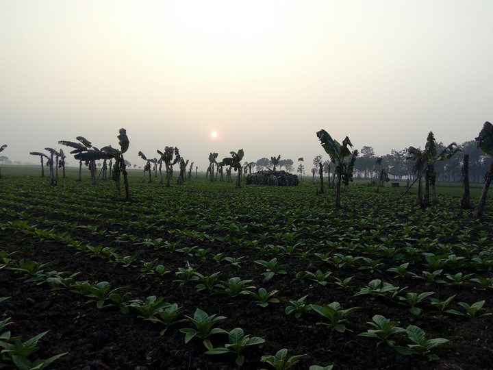 tobacco tree