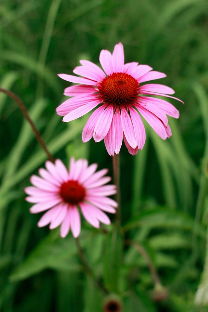 Pink flowers