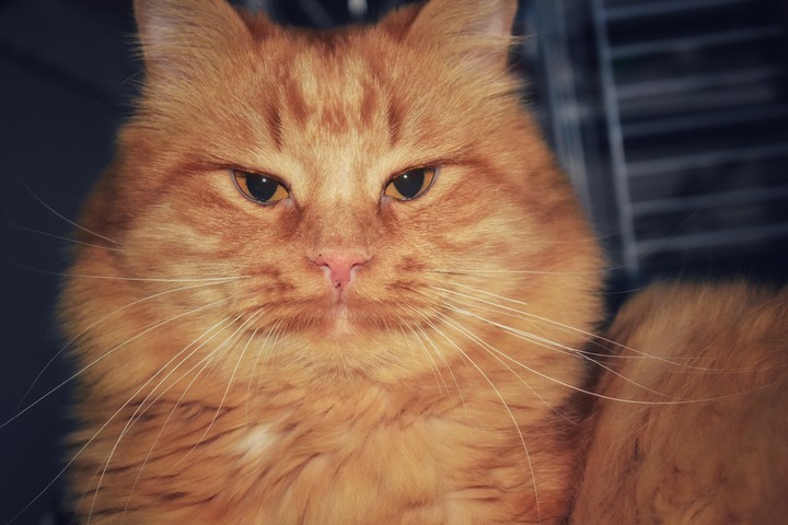 cat