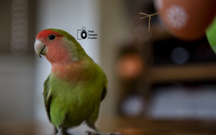 My friend parrot
