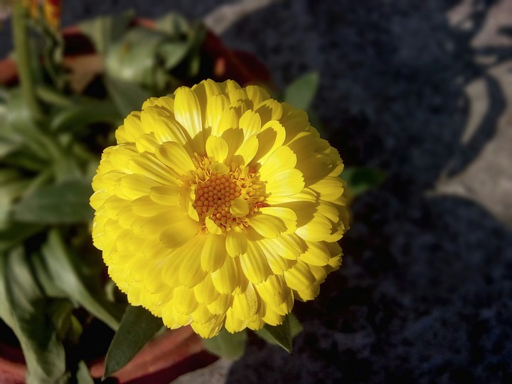 Flower_HD