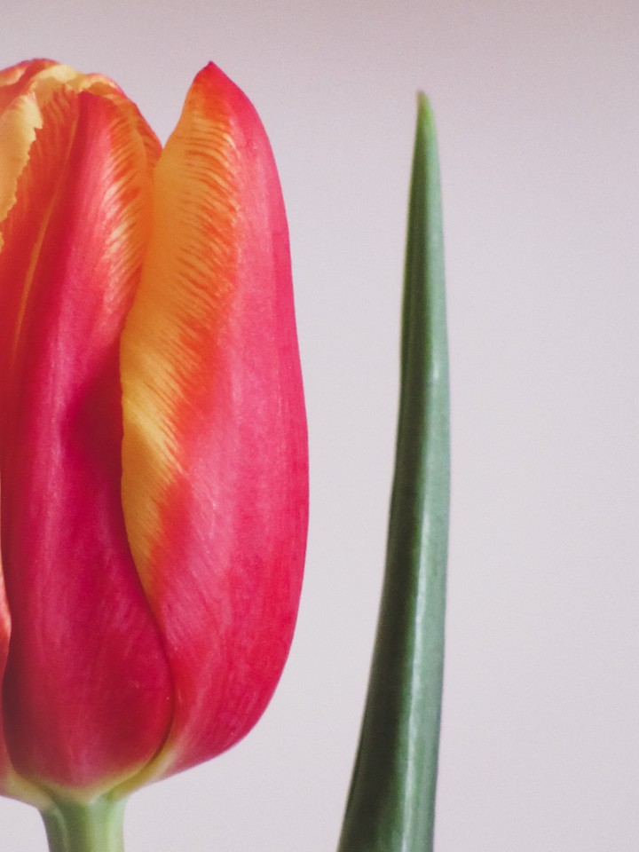 tulip