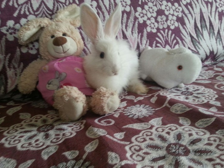 Collection of rabbits