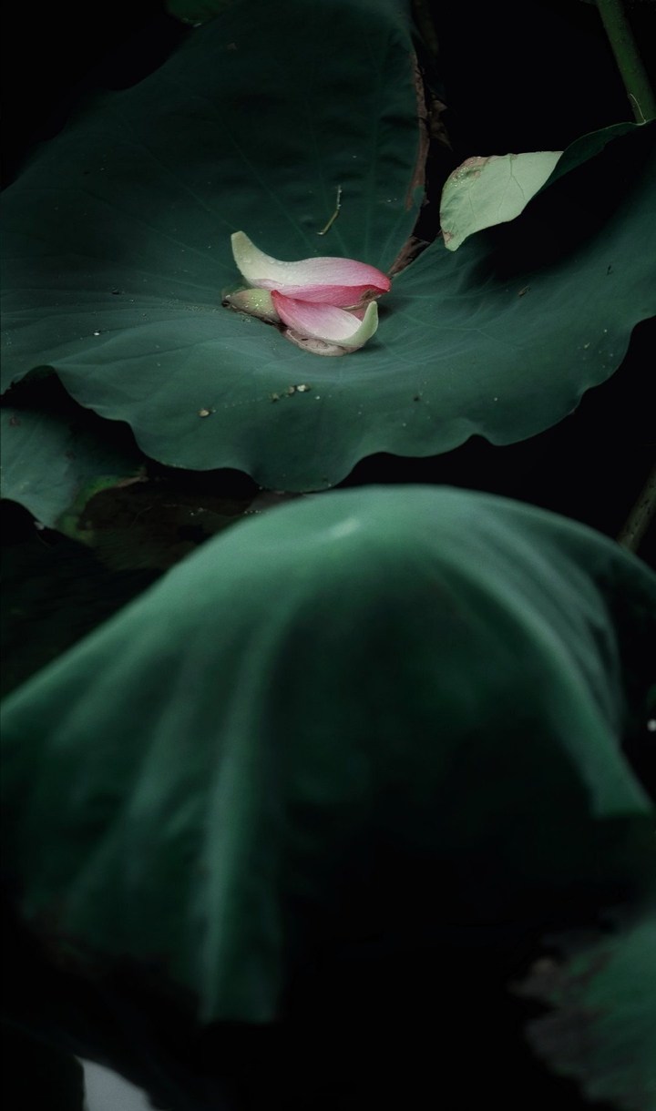 Lotus