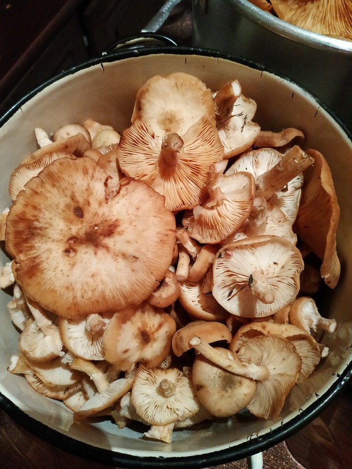 грибочки