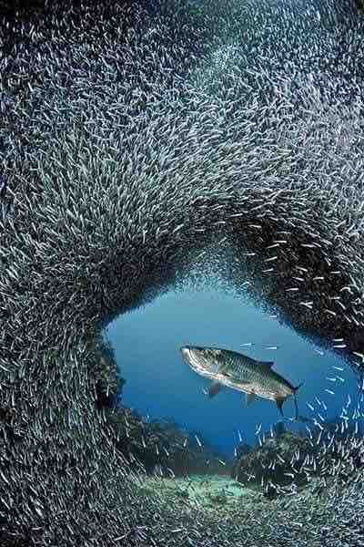 fish squad