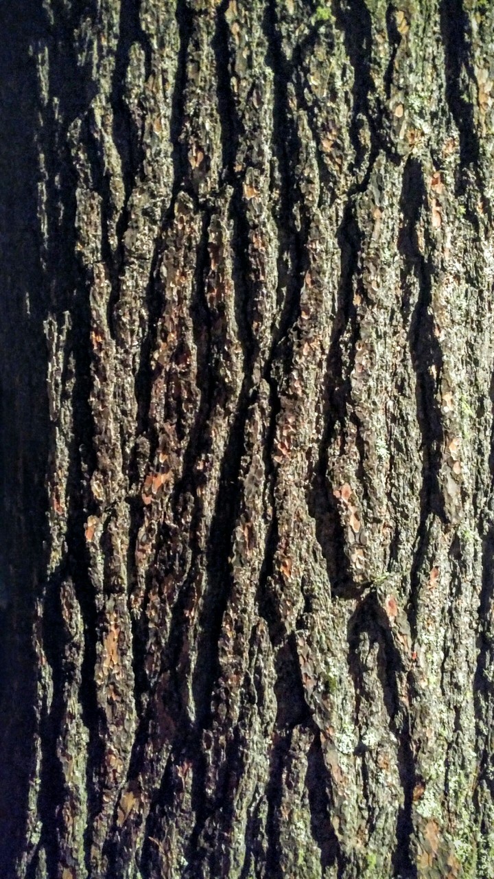 Tree Trunk