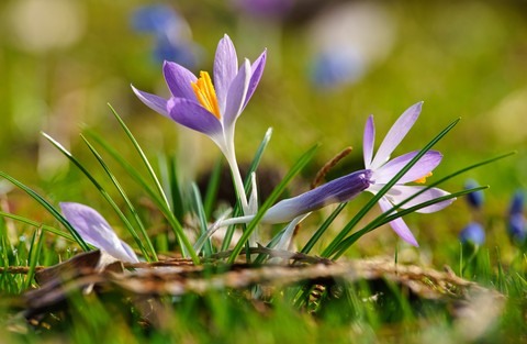 spring, petal Hintergrundbilder